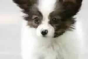 家中饲养蝴蝶犬主人们可以吸烟吗(蝴蝶犬)