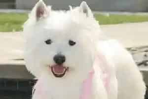 西高地白梗一窝生几个(雌犬每年可交配两次)