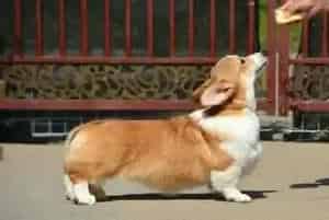柯基犬毛量少,毛色不好吃什么可以改善(柯基犬)