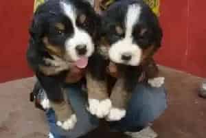伯恩山犬吃什么驱虫药好(伯恩山犬)