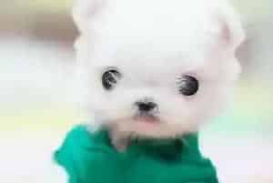 我家博美犬已经四个月了应该吃什么狗粮(博美犬)