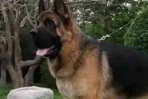 德国牧羊犬刚刚来到我家可以洗澡吗(德国牧羊犬)