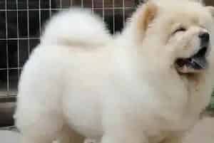 松狮犬可以吃干狗粮吗(松狮犬)