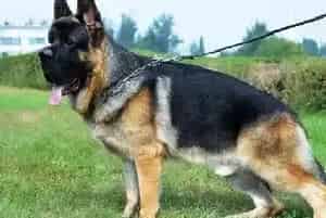 德国牧羊犬得了角膜炎用什么药物治疗(德国牧羊犬)
