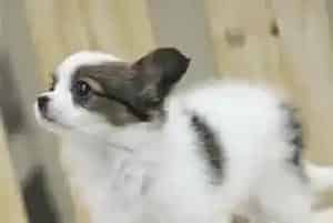 蝴蝶犬吃打虫药后没有拉虫子是药效不好吗(蝴蝶犬)