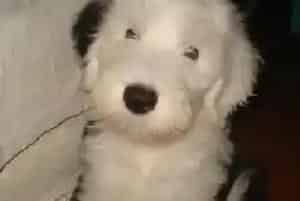狗狗健康小知识 尽量少喂古代牧羊犬人用药品(古代牧羊犬)