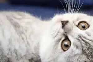 怎么让猫咪在窝里睡(强迫猫在猫窝睡觉)