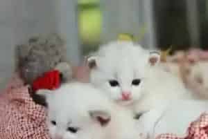 布偶猫多大可以繁殖(布偶猫一窝可以生几只)
