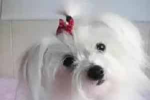 马尔济斯犬老是打喷嚏是不是感冒了(马尔济斯)