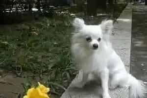 轻松给狗狗喂药 喂蝴蝶犬吃药的简单工具介绍(蝴蝶犬)