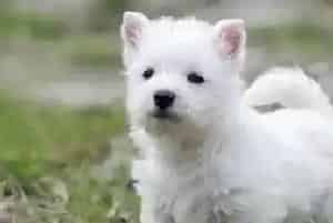 想让西高地犬变得安静主人要怎么对付它(西高地)