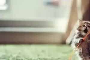 猫的窝怎么做(制作猫窝的高度不需要太高)