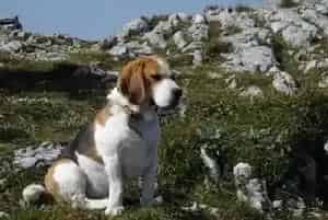 健康常识之比格犬提高免疫的药物种类及正确程序(比格犬)