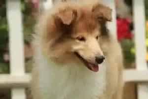 怎么训练苏格兰牧羊犬改掉扑人的坏习惯(苏格兰牧羊犬)