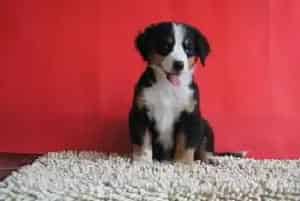 伯恩山犬有点咳嗽干呕应该吃些什么药(伯恩山犬)