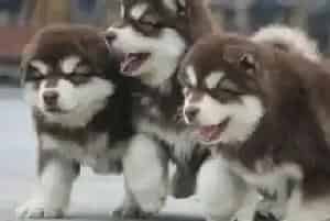 阿拉斯加狗狗吃完驱虫药就拉稀不会有事儿吧(阿拉斯加犬)