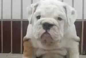 斗牛犬昨天吃了驱虫药 今天拉虫子了 这是正常现象吧(英国斗牛犬)