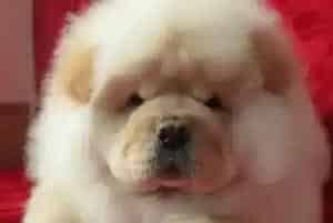 松狮犬喜欢睡在地板上,而且尿很多是怎么了(松狮犬)