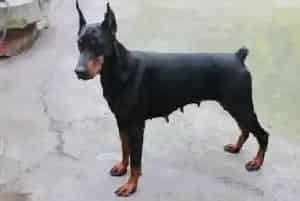 两个月大的杜宾犬一天应该喂多少狗粮(杜宾犬)