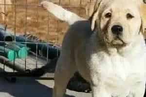 关于拉布拉多犬吃驱虫药的相关常识(拉布拉多)