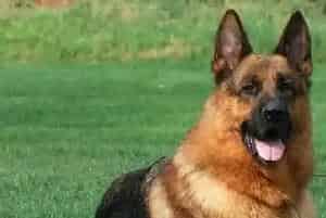 饲养德国牧羊犬必须要准备好哪些生活用品(德国牧羊犬)