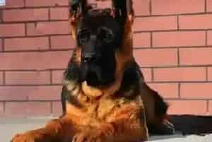 德国牧羊犬必备的生活用品有哪些(德国牧羊犬)