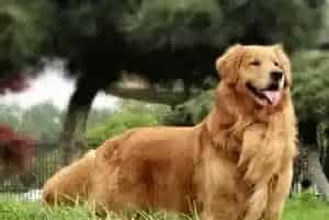 食疗与吃药是解决金毛犬上火的良方(金毛)