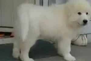 狗狗医疗指南 如何解决大白熊犬吃药难的问题(大白熊犬)