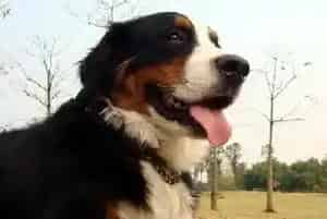 生活小清新 面对伯恩山犬的身体异味时应如何去除(伯恩山犬)