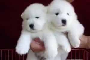 银狐犬的狗窝一定要定时清理(银狐犬)