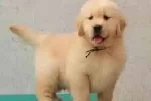 了解喂金毛犬吃药的一些正确方法(金毛)
