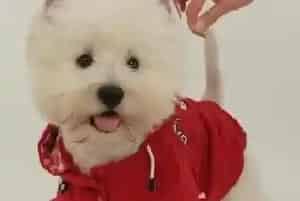 沟通的桥梁 如何培养我们与西高地之间的感情(西高地)