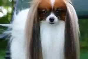 基础护理学 五个要点轻松让蝴蝶犬保持口腔健康(蝴蝶犬)
