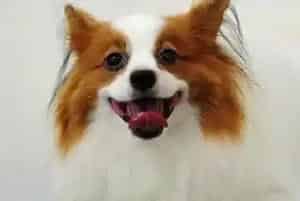 饲主如何给蝴蝶犬挑选生活用品——项圈(蝴蝶犬)