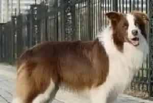 边境牧羊犬驱虫期间是吃药好还是注射好呢(边境牧羊犬)