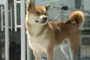 柴犬会在窝里拉屎吗(如何训练柴犬定点上厕所)