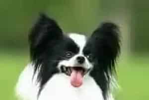 如何训练蝴蝶犬乖乖的吃药(蝴蝶犬)