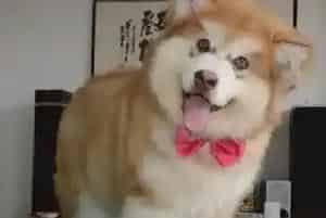 阿拉斯加犬最近皮肤有点干燥应如何护理(阿拉斯加犬)