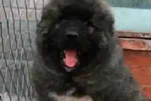 如何训练高加索犬接受牵引绳(高加索犬)