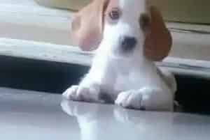 医生教你如何解决为比格犬滴眼药水的难题(比格犬)