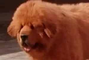 春季饲养藏獒要给它准备哪些日常用品(藏獒)