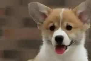 柯基犬最近走路很容易摔倒而且总摇头怎么办(柯基犬)