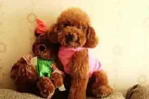 美丽秘籍之贵宾犬美容的六个步骤(贵宾犬)