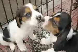 吃人类的药会要了比格犬的命(比格犬)