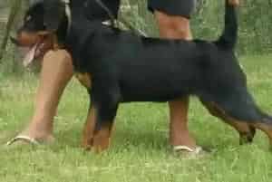 饲养罗威纳犬时家中常备的急救药品介绍(罗威纳犬)