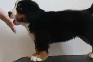 生活真需要 三个方法解决伯恩山犬吃药难问题(伯恩山犬)