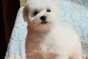 比熊犬的窝里有白色的虫子怎么办(比熊犬)