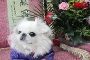 如何帮助京巴犬轻松解决吃药难的问题(京巴狗)