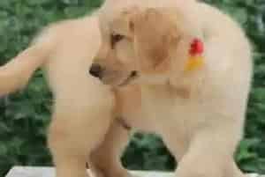 金毛犬在吃完驱虫药后有哪些表现(金毛)