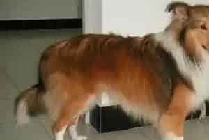 喜乐蒂牧羊犬不在狗窝睡觉,如何选择睡觉地点(喜乐蒂)